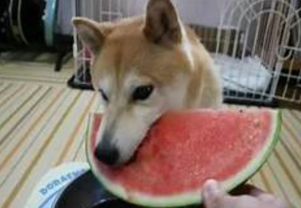 西瓜皮對狗有害嗎