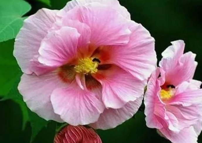芙蓉花修剪技巧