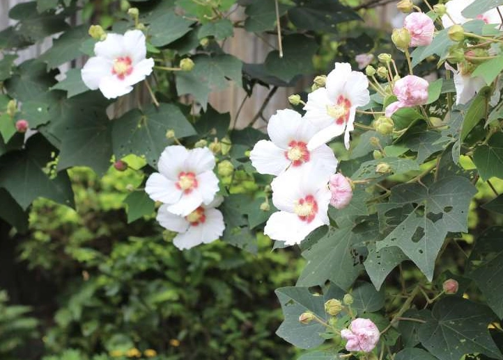 台灣芙蓉修剪方法
