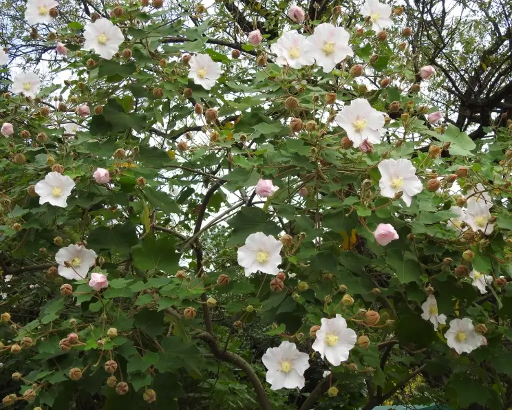 木芙蓉修剪時機