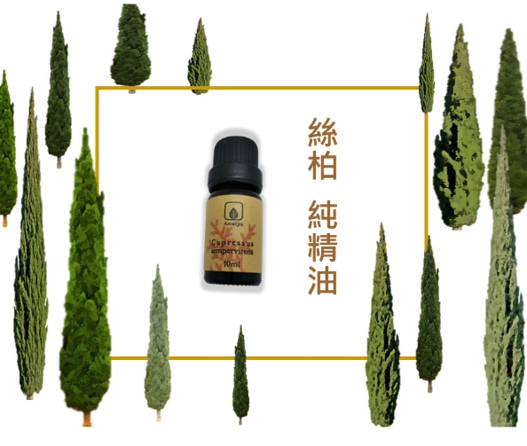 絲柏精油功效