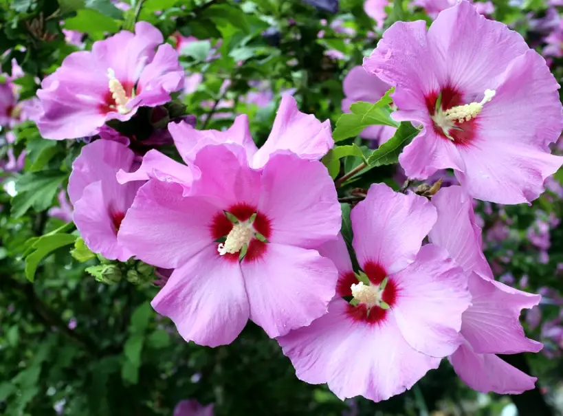 芙蓉花修剪技巧