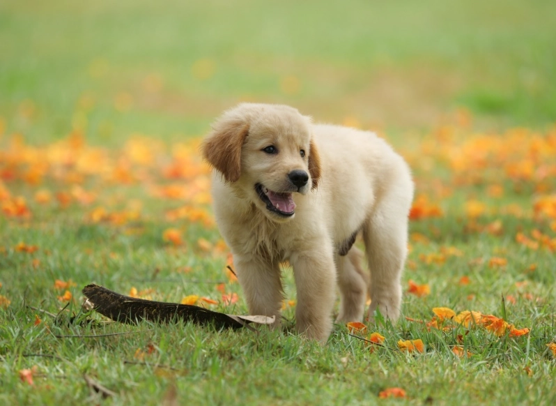 老年犬焦慮行為 老年犬焦慮行為