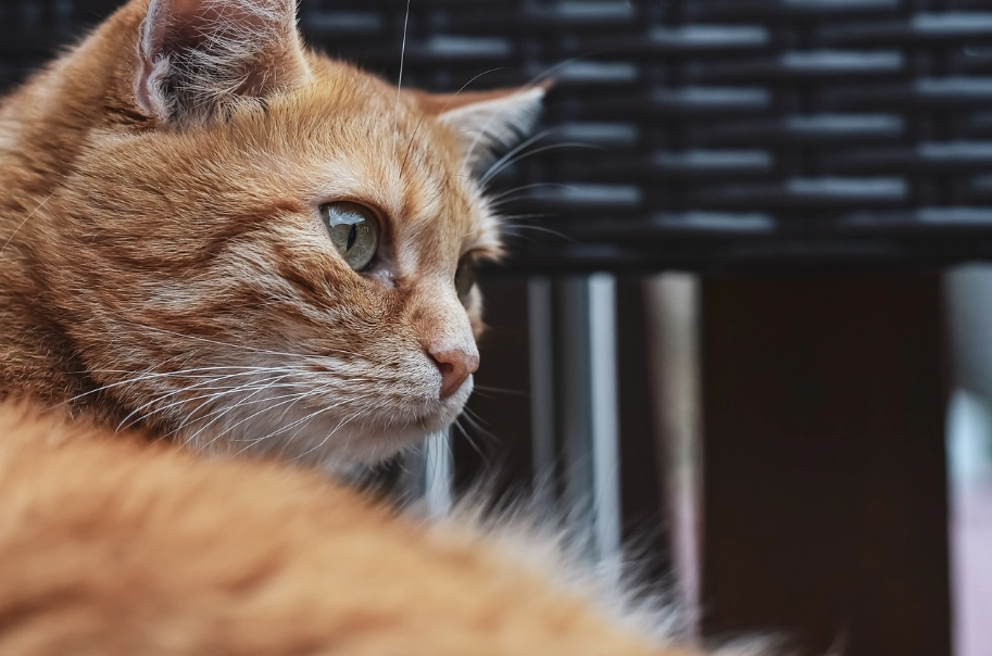 猫咪安乐死 猫咪安乐死