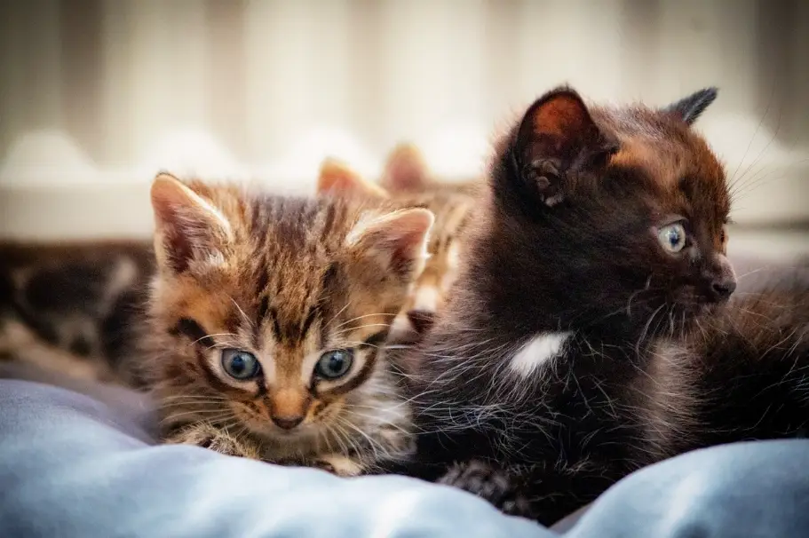 幼貓排便頻率