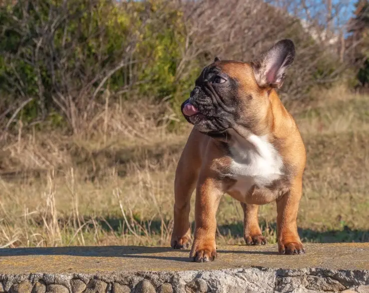 鬥牛犬飼養