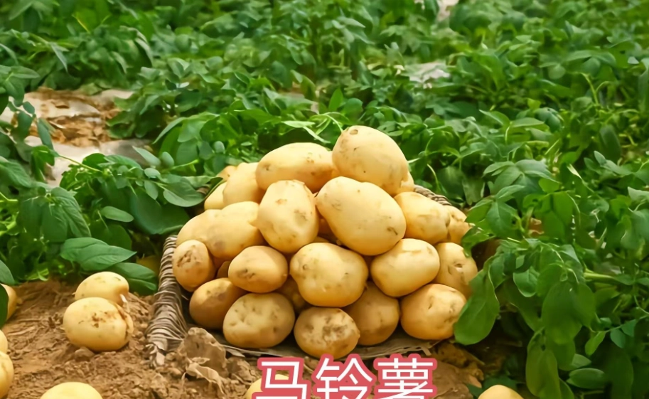 粉質馬鈴薯品種