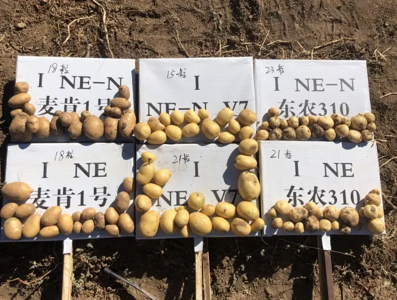 馬鈴薯品種挑選