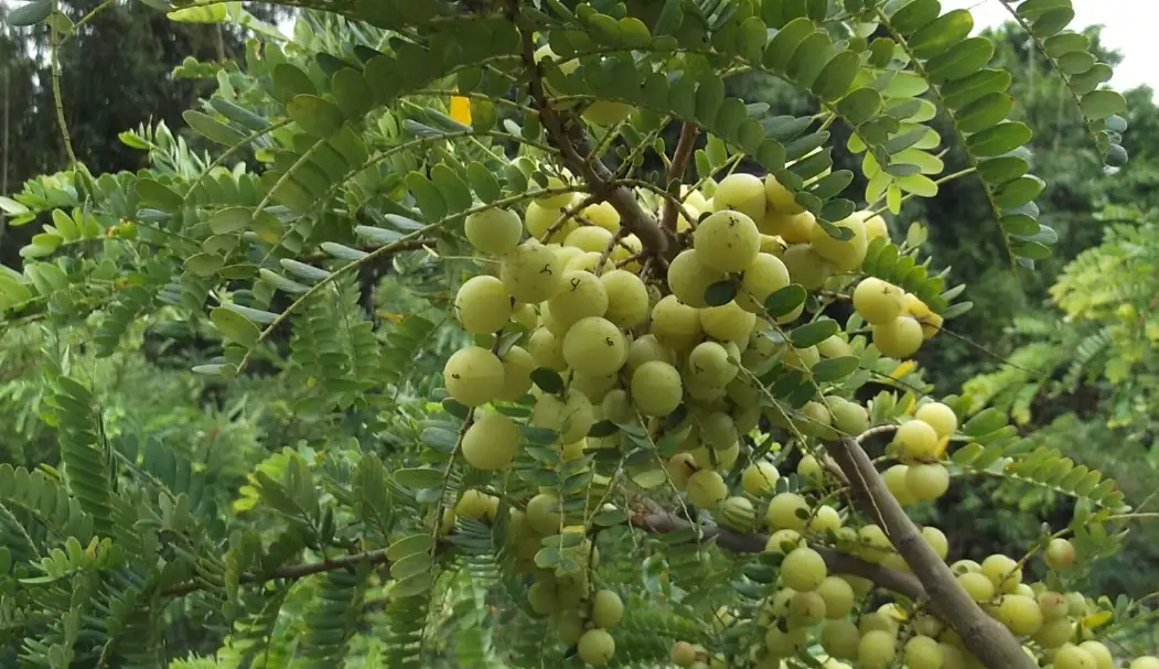 油甘樹苗種類