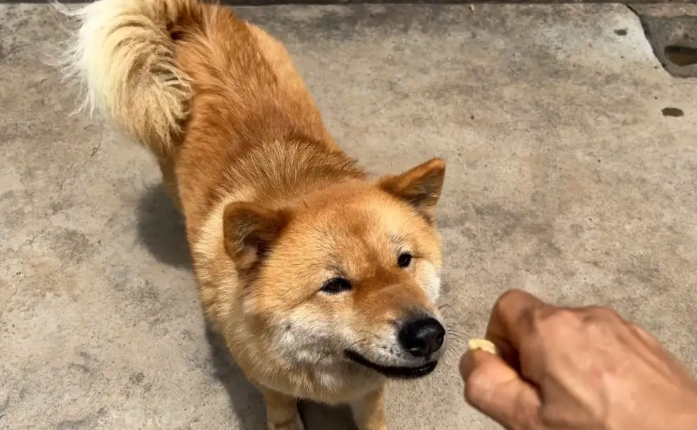 狗花生溶血症