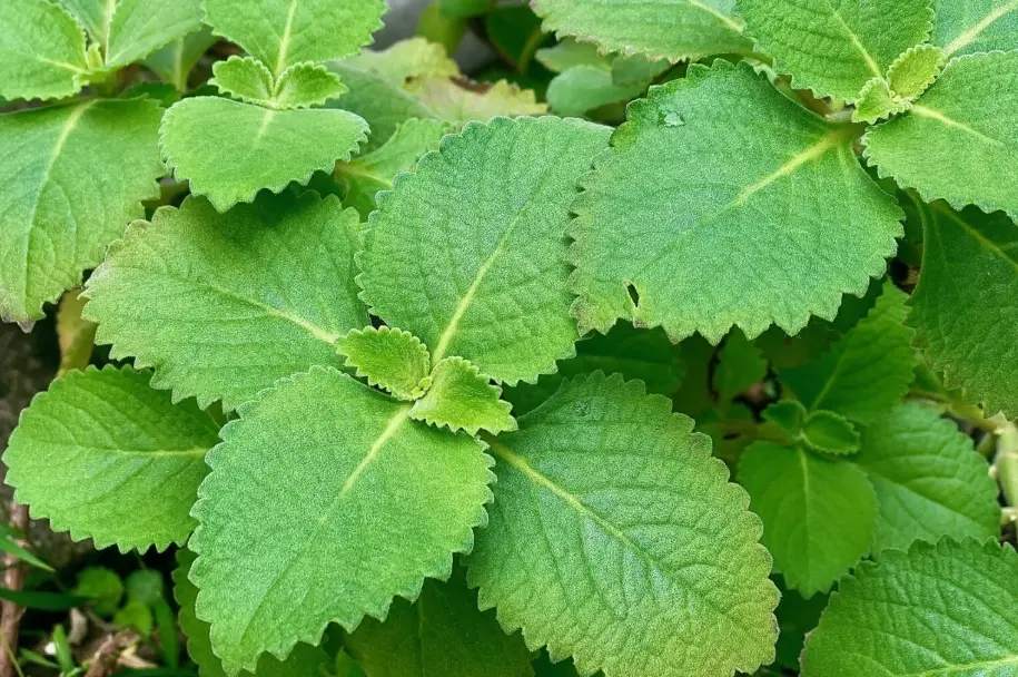 左手香功效