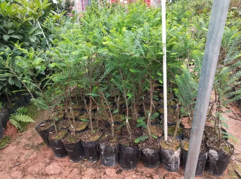 油甘種植技巧
