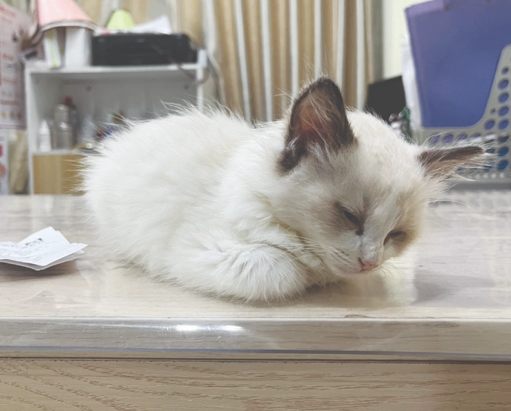 貓咪臨終症狀 貓咪臨終症狀