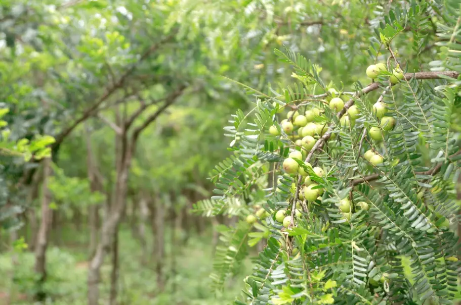 油甘種植技巧