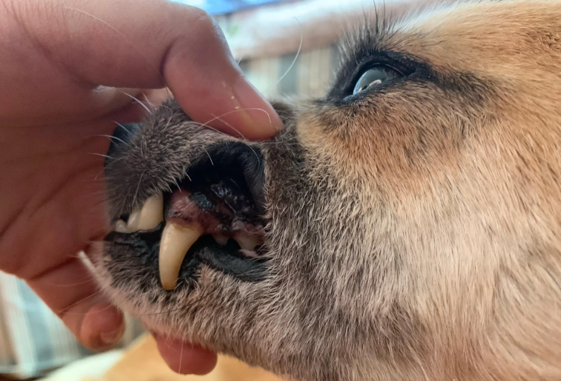 狗狗牙龈黑色素瘤