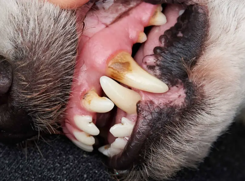 狗狗牙齒護理