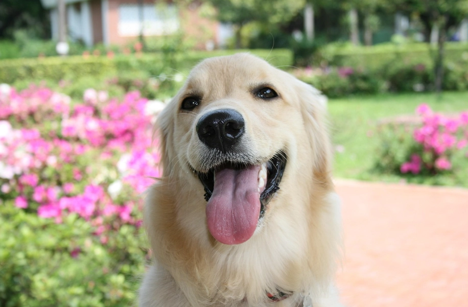 黃金獵犬髖關節