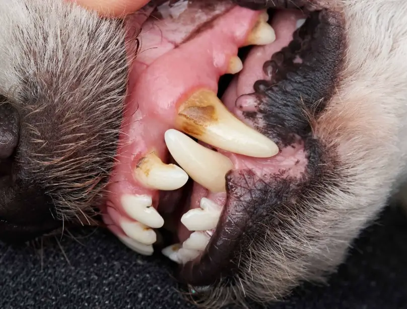 狗口腔健康检查