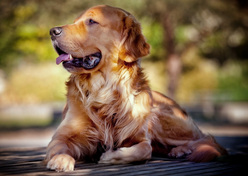 黃金獵犬髖關節