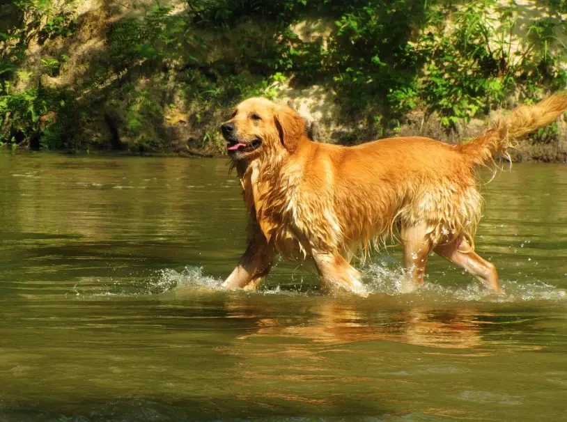 黃金獵犬髖關節