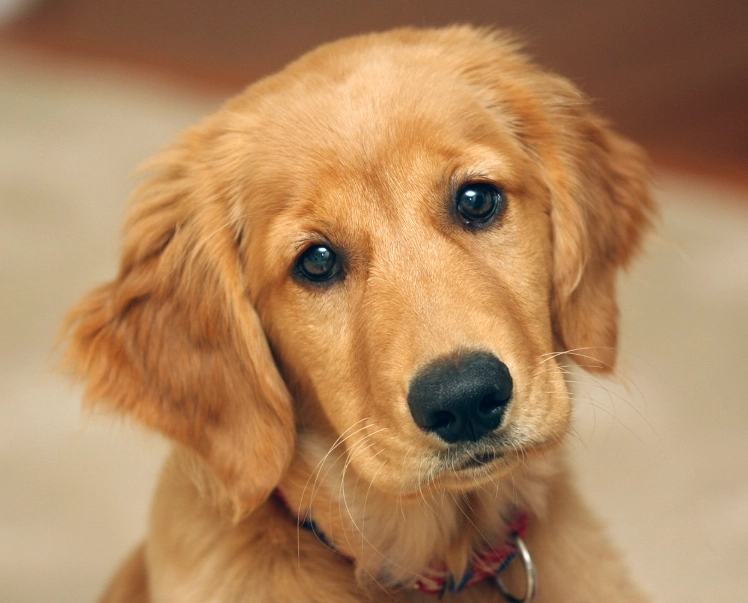 黃金獵犬關節炎