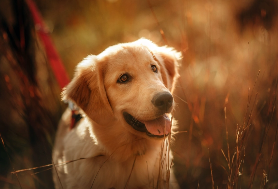 黃金獵犬關節