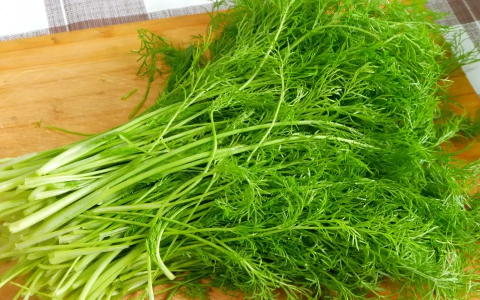 茴香素食食譜