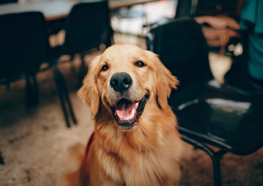 黃金獵犬關節炎