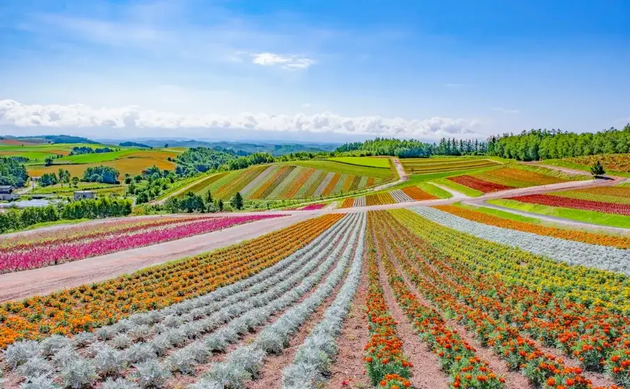北海道自由行