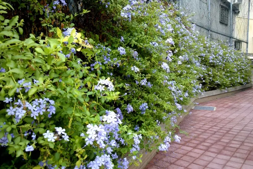藍雪花種植