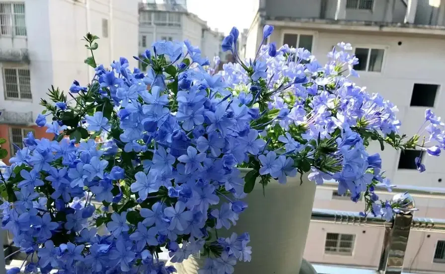 藍雪花種植