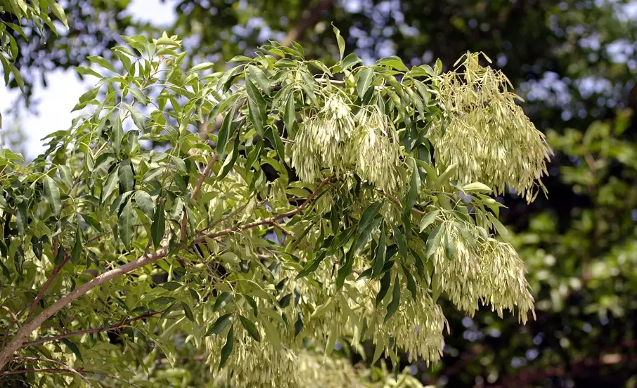 光臘樹缺點