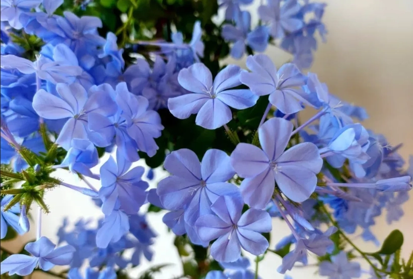 藍雪花花期