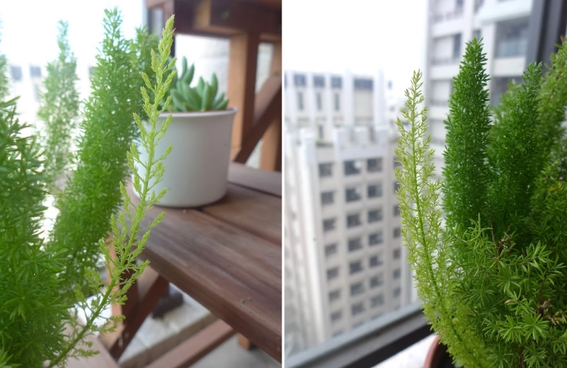 室內觀葉植物照顧