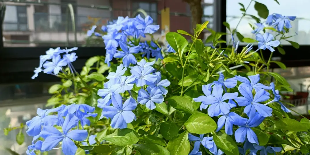 藍雪花種植