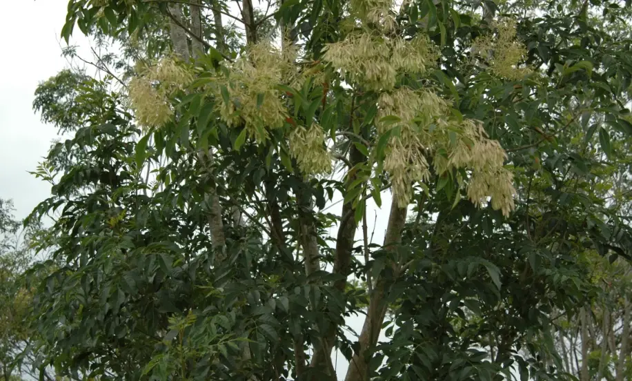 光臘樹褐根病