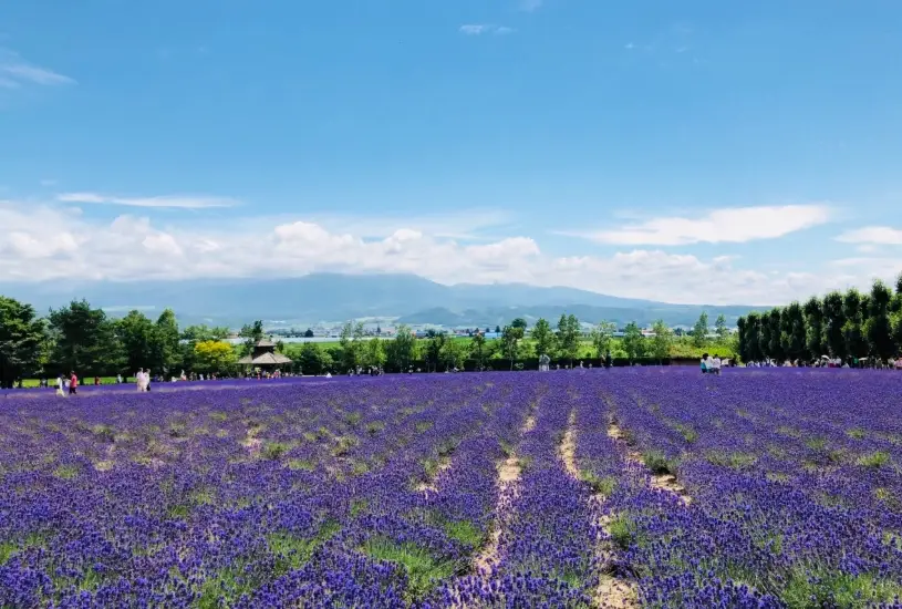 北海道自由行