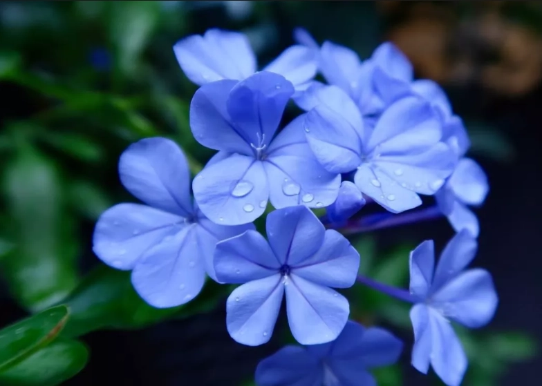 藍雪花花期
