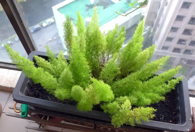 室內觀葉植物照顧
