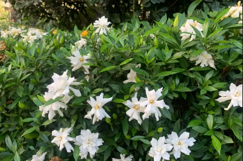 梔子花種植