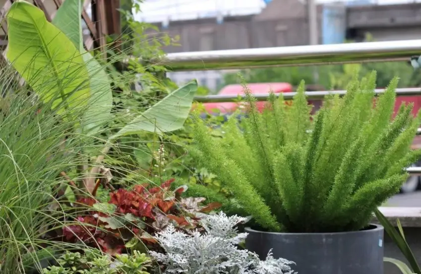 室內觀葉植物照顧