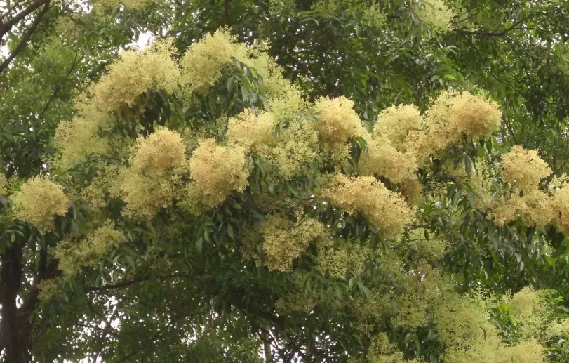 光臘樹樹液