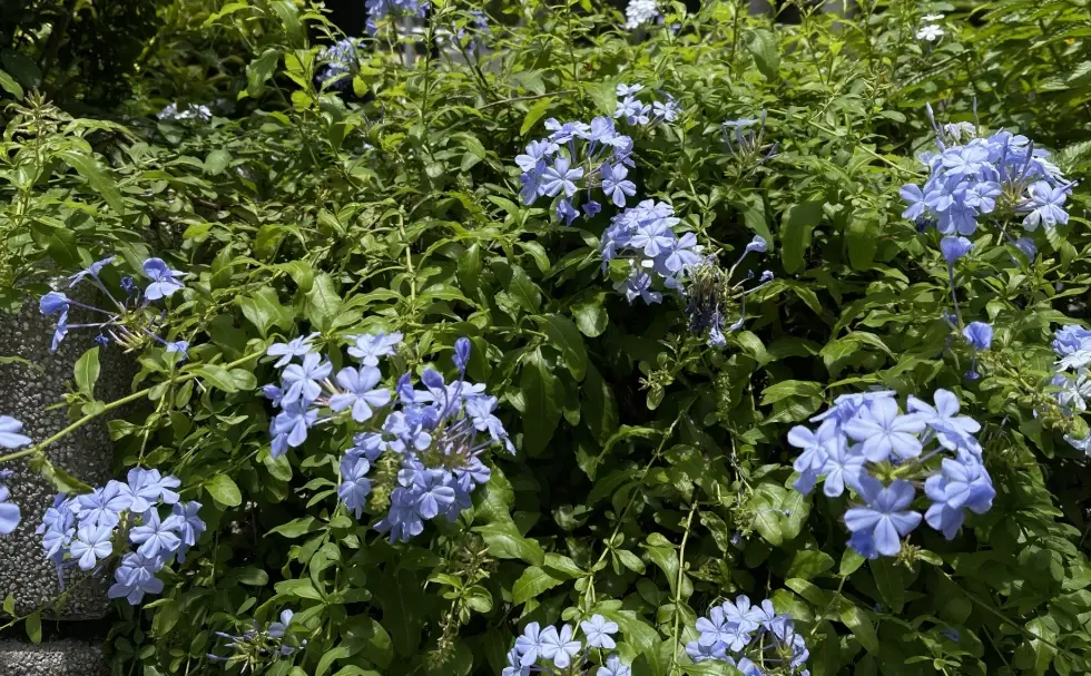 藍雪花花期