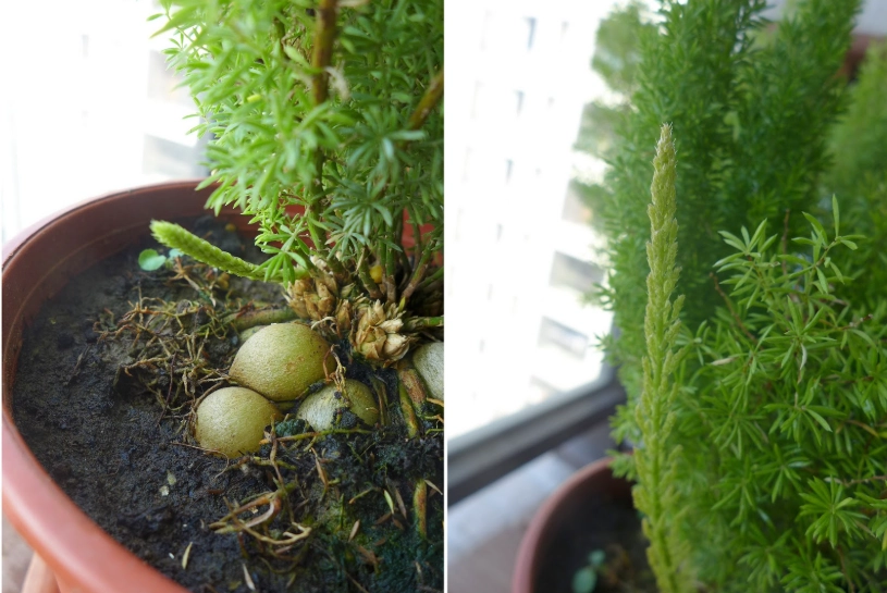 室內觀葉植物照顧