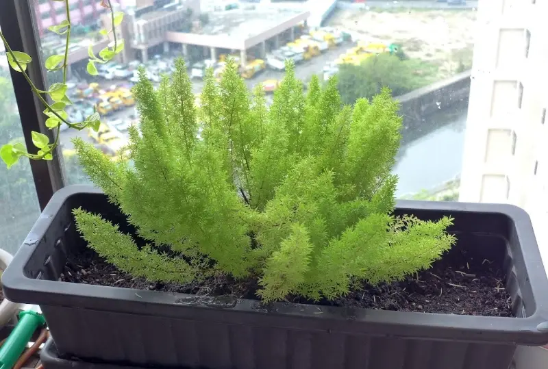 狐尾武竹
