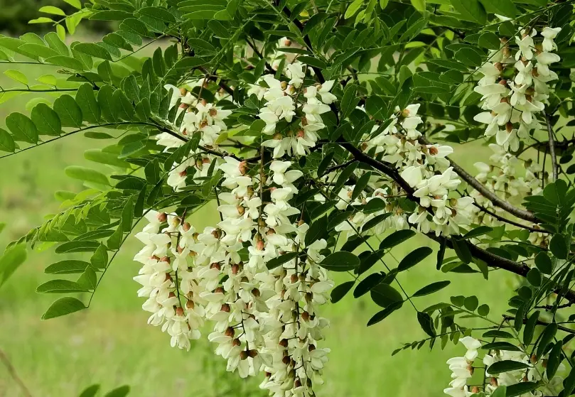 相思樹花期