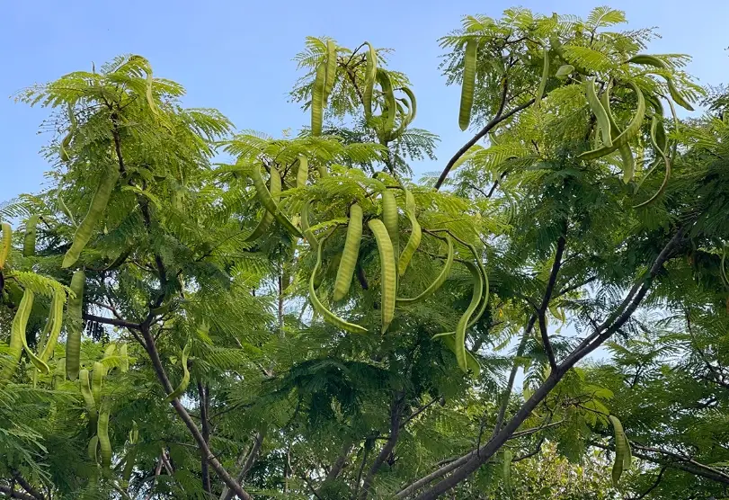 鳳凰木種子種植