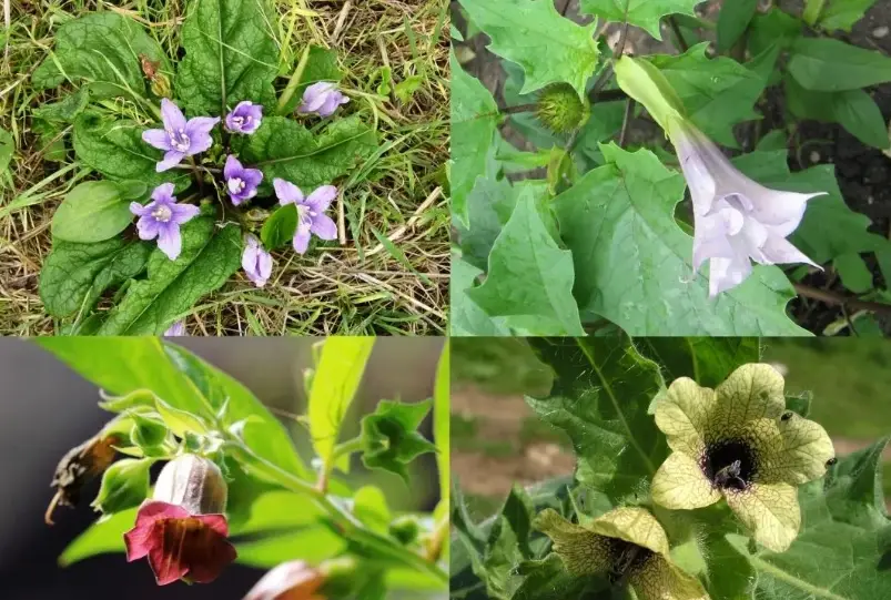 曼陀羅草毒性 曼陀羅草毒性