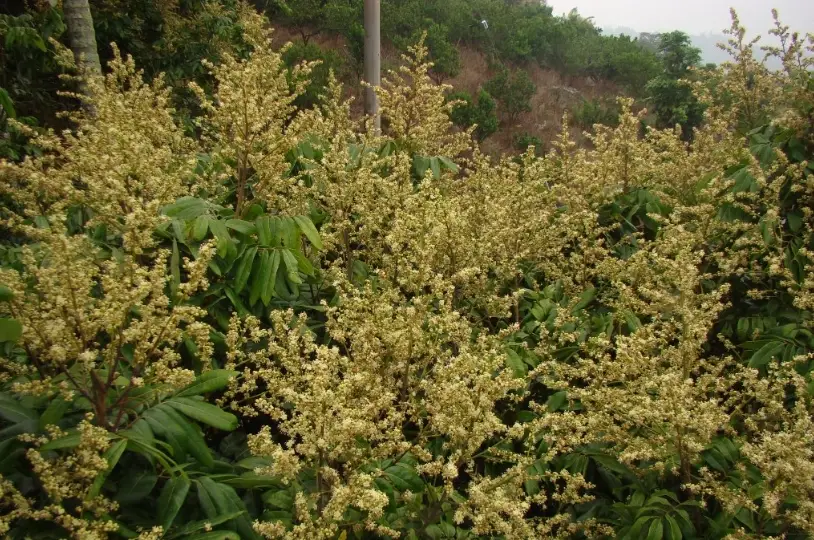 龍眼花茶功效