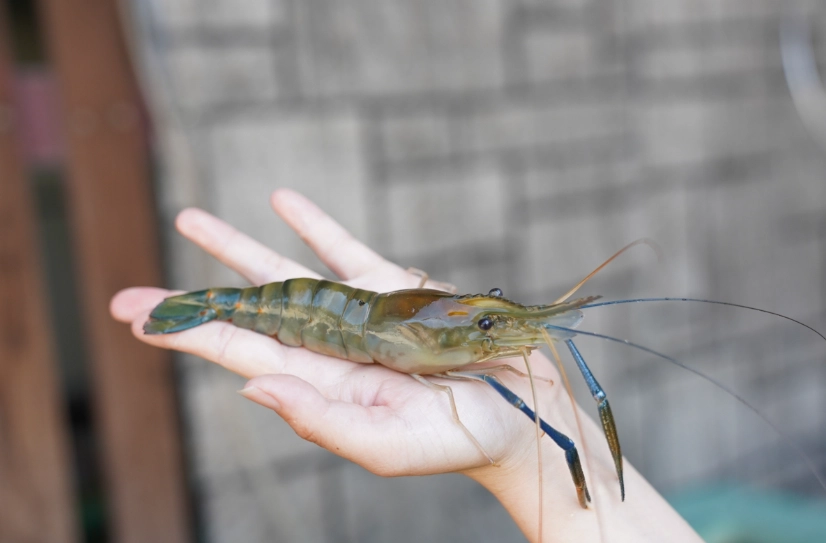 東蝦產季 東蝦產季